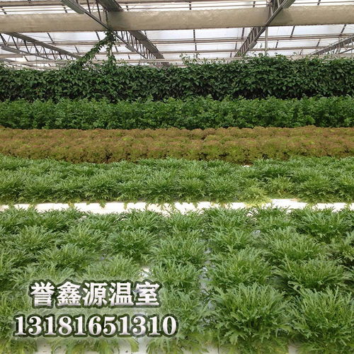 多跨溫室無土栽培工程中的關(guān)鍵材料 工程陶粒的應(yīng)用與優(yōu)勢(shì)