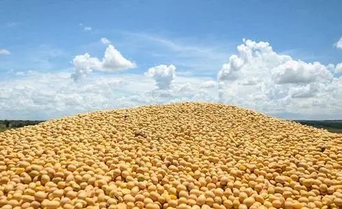 堅(jiān)挺的大豆價(jià)格還能“挺”多久？飼料原料銷(xiāo)售面臨后市風(fēng)險(xiǎn)
